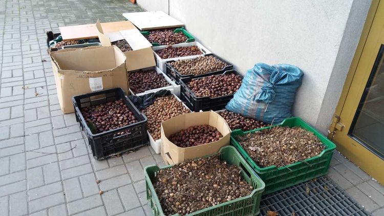 Pół tony kasztanów i żołędzi zebrali w Świerklanach, by pomóc zwierzętom, SP nr 1 w Świerklanach