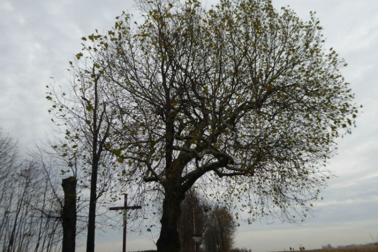 Platan „Karol” liczy sobie ponad 160 lat. Właśnie został finalistą „Drzewa Roku”, UGiM Czerwionka-Leszczyny