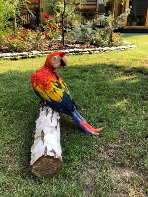 Egzotyczny ptak na wolności. Widzieliście gdzieś tę papugę?, Facebook