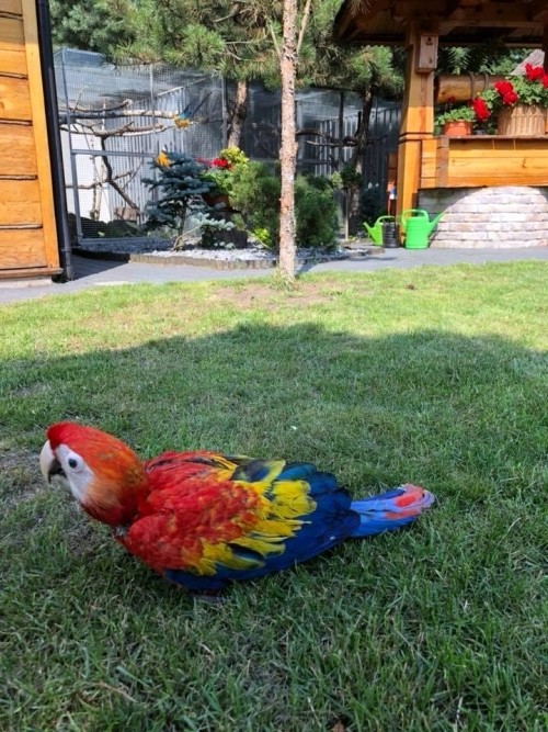 Egzotyczny ptak na wolności. Widzieliście gdzieś tę papugę?, Facebook