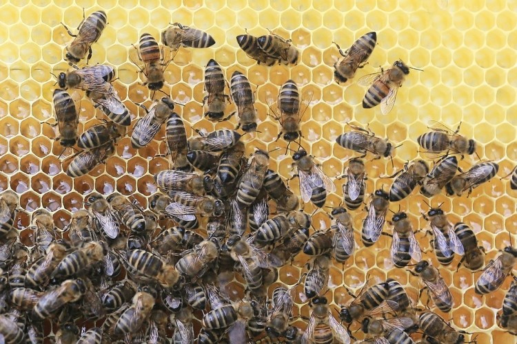 Groźna choroba pszczół w regionie. Zaatakował zgnilec amerykański!, Pixabay