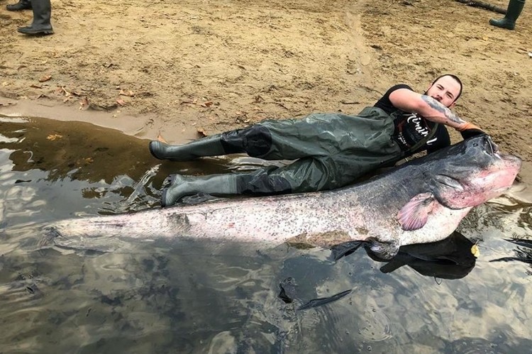 Ponad 2,5-metrowa ryba wyłowiona z zalewu. To nie sum, a „wieloryb”!, Facebook