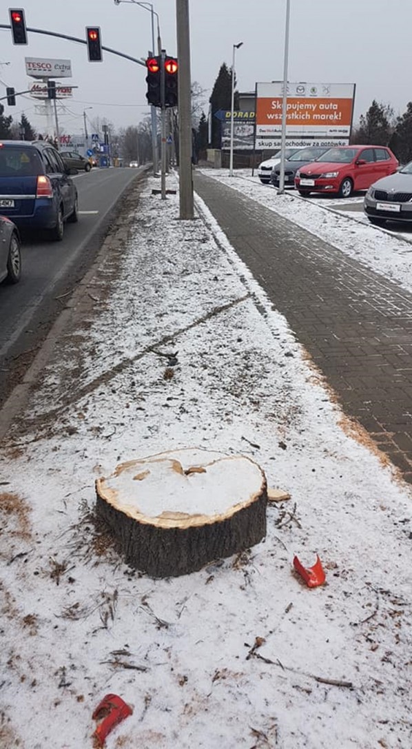 Ul. Żorska: wycinają drzewa pod drogę rowerową, Facebook/Rybnik