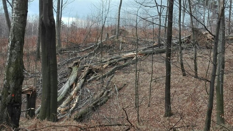 Drzewa łamały się jak zapałki. Straty w nadleśnictwie po wichurze (zdjęcia), Nadleśnictwo Rybnik