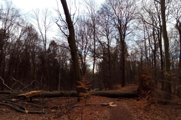 Drzewa łamały się jak zapałki. Straty w nadleśnictwie po wichurze (zdjęcia), Nadleśnictwo Rybnik