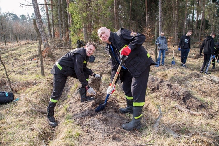 Strażacy i uczniowie Mechanika pomogli posadzić 1000 sadzonek drzew, Materiały prasowe