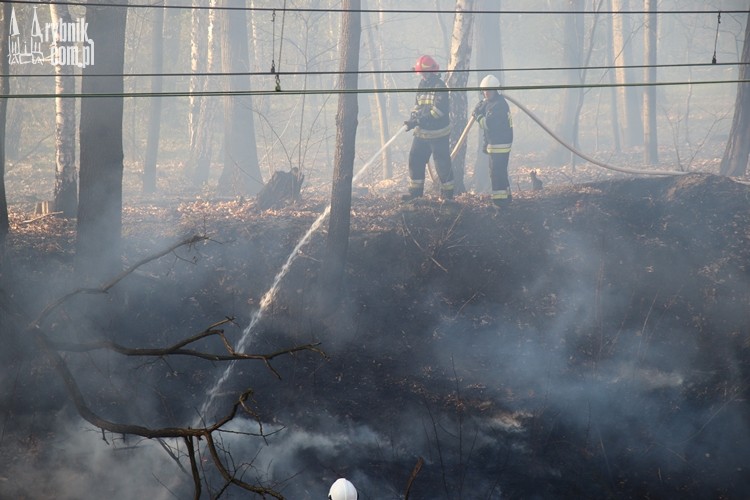 Pożar w lesie przy Mikołowskiej. Dromader na niebie, bf