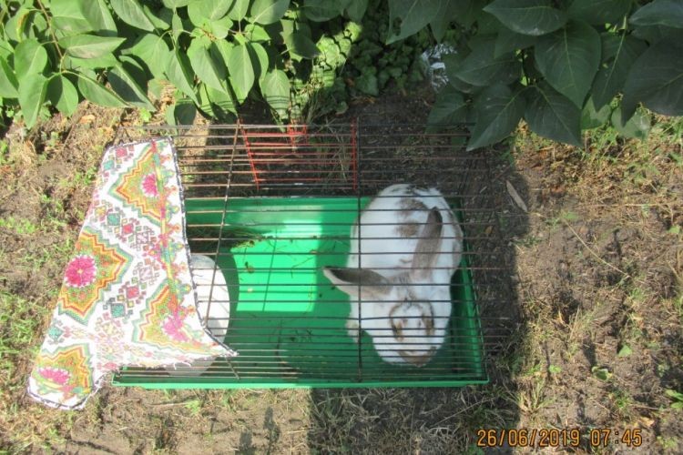 Ktoś porzucił królika w klatce, Straż Miejska Rybnik