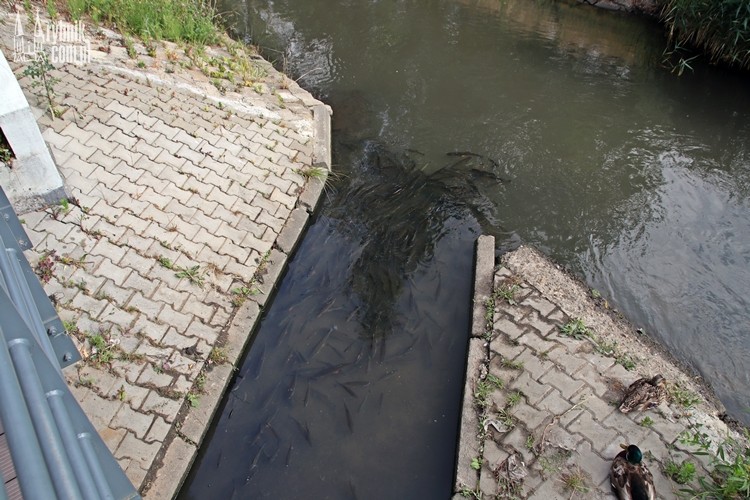 Ławica ryb w Nacynie. Pływa przy kanale. Dlaczego?, bf