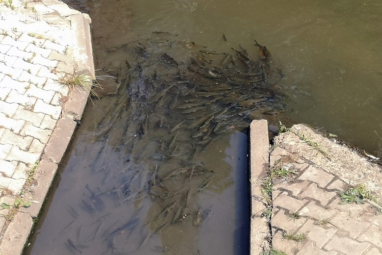 Ławica ryb w Nacynie. Pływa przy kanale. Dlaczego?, bf