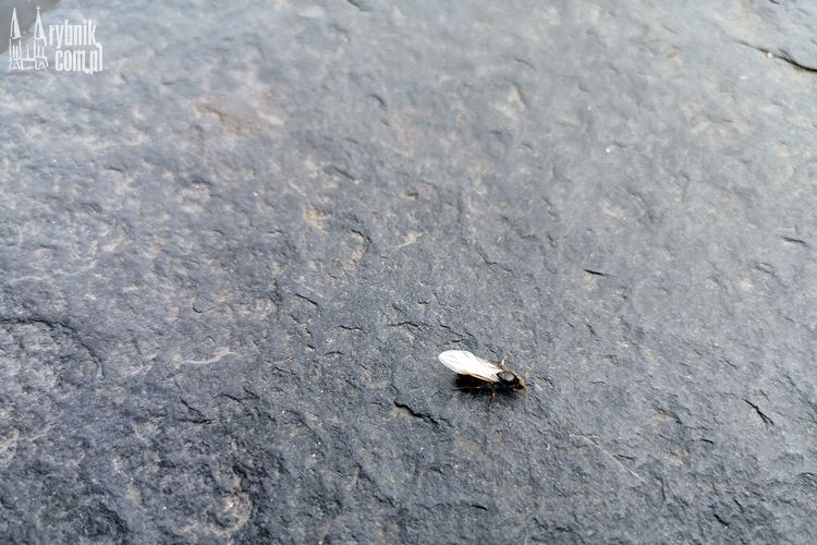 „Inwazja” latających mrówek w Rybniku!, bf