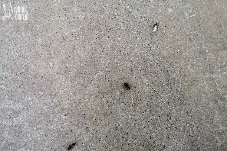 „Inwazja” latających mrówek w Rybniku!, bf