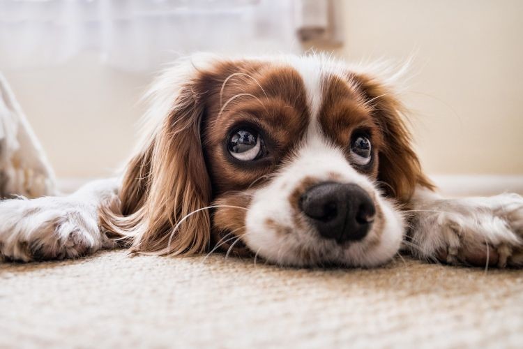 Czy w Rybniku obowiązuje podatek od psa?, Pixabay