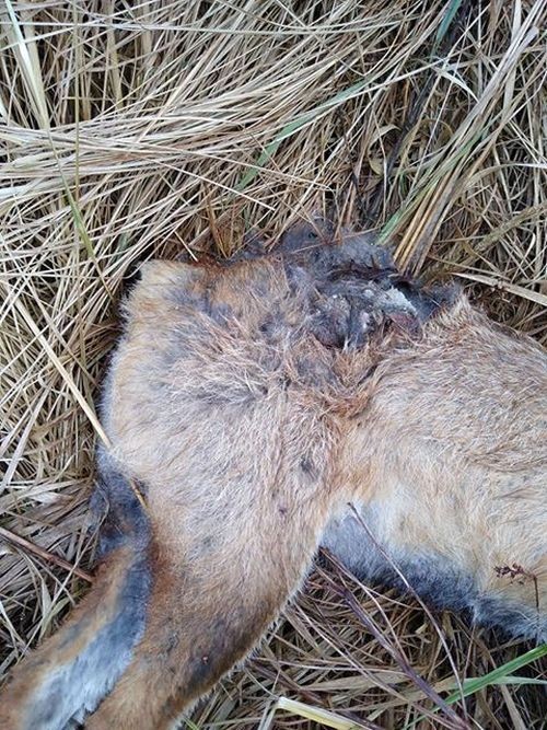 Ktoś zabił lisy i odciął im ogony! (drastyczne), Czytelnik