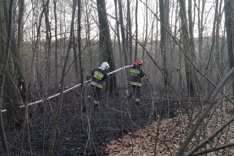 Pożar lasu w Boguszowicach. Poderwano dromadera, bf
