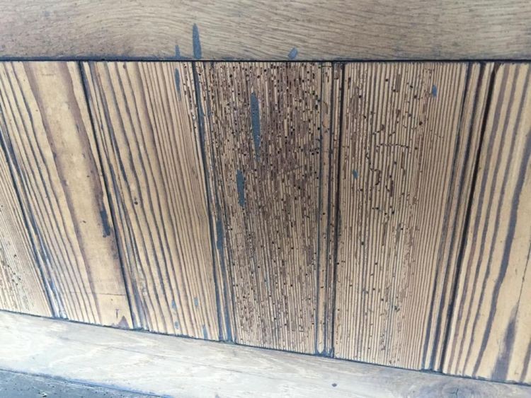 Kornik zaatakował ławki w bazylice. Mają ponad 100 lat, materiały nadesłane