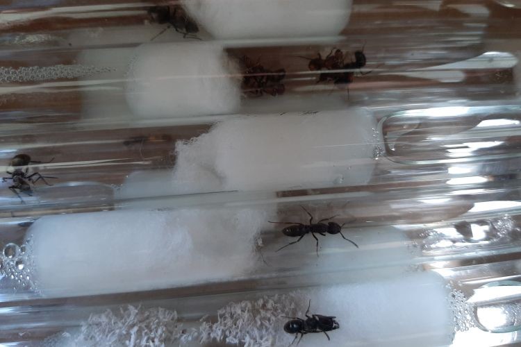 Chińskie mrówki trafiły na kwarantannę, KAS Katowice