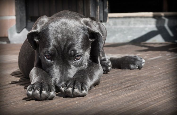 Pet Patrol: ktoś truje psy w Rybniku, Pixabay