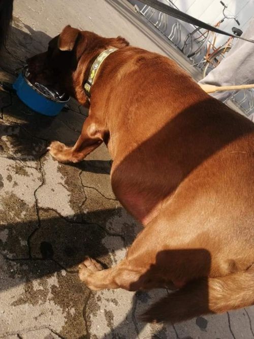 Psy w Rybniku: jeden szuka właściciela, drugi się zgubił, Pet Patrol Rybnik