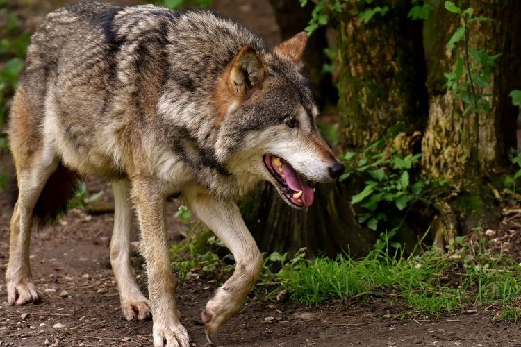 Powiat rybnicki: w lasach pojawiły się wilki, Pixabay