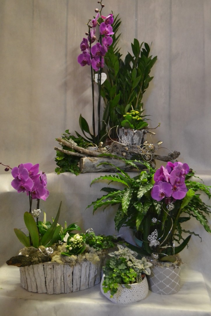 Kwiaciarnia Orchidea - z naszymi kwiatami poczujesz wiosnę w domu  i ogrodzie, 