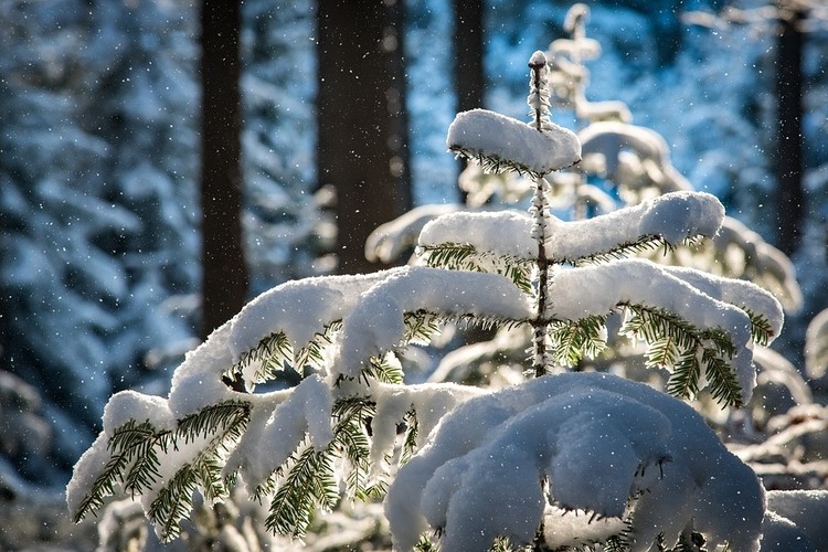 Synoptycy ostrzegają: znów spadnie śnieg i będzie zimno, pixabay