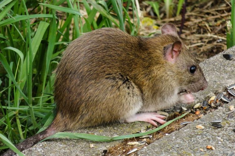 Plaga szczurów na osiedlu w Rybniku? Mieszkańcy sami próbują je truć, Pixabay