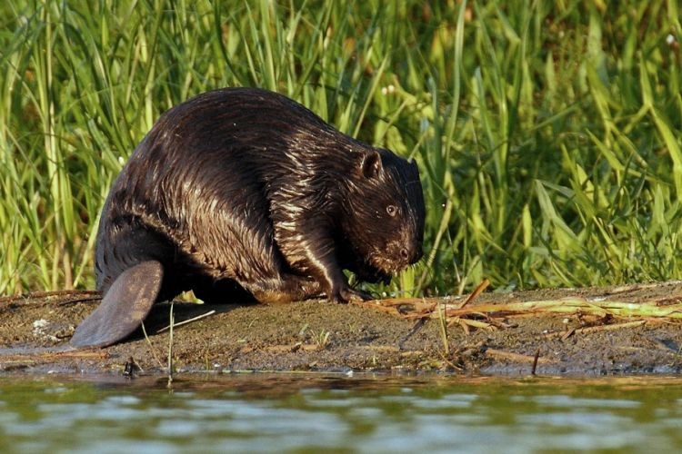 Policzyli bobry na Śląsku. Są widziane też w Rybniku, Klaudiusz Muchowski, https://commons.wikimedia.org