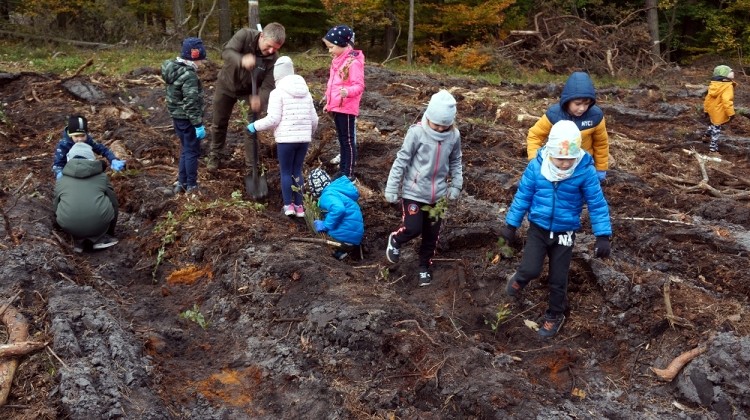 Przedszkolaki z Rybnika zasadziły ponad 1500 drzew!, Materiały prasowe