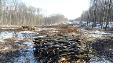 Miasto szykuje się do budowy drogi Racibórz - Pszczyna. Trwa wycinka drzew