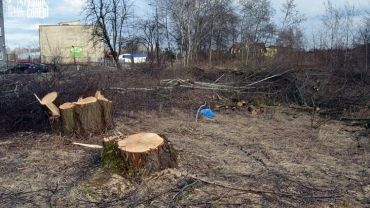 Wycinka drzew przy Sosnowej nielegalna? Miasto podejmie kroki prawne