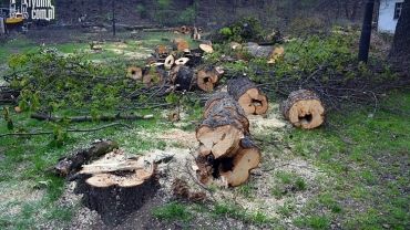 Zniknęły stare drzewa przy dawnym kinie Hutnik. Właściciel: bo zagrażały mieszkańcom