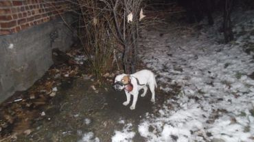 Ktoś przypiął psa do drzewa i zostawił na pastwę losu. Interweniowała straż miejska