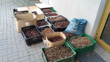 Pół tony kasztanów i żołędzi zebrali w Świerklanach, by pomóc zwierzętom