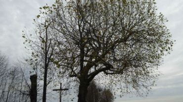 Platan „Karol” liczy sobie ponad 160 lat. Właśnie został finalistą „Drzewa Roku”