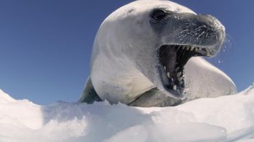 DK Chwałowice: „Trzy Sztuki w Antarktyce”