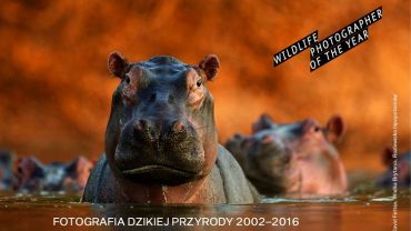 Muzeum w Rybniku: „Fotografia Dzikiej Przyrody 2002-16”