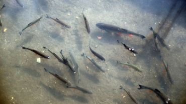 Ławica ryb w Nacynie. Pływa przy kanale. Dlaczego?