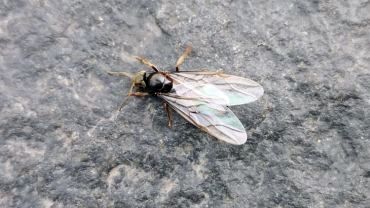 „Inwazja” latających mrówek w Rybniku!