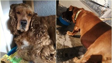 Psy w Rybniku: jeden szuka właściciela, drugi się zgubił