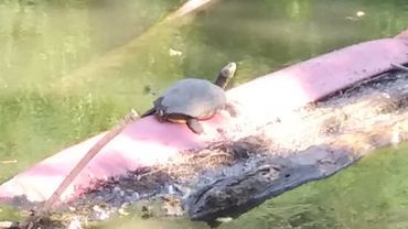 W Nacynie zadomowiły się żółwie? Czytelniczka przesyła zdjęcia