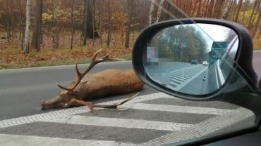 Smutny widok. Na Mikołowskiej w Rybniku zginął jeleń