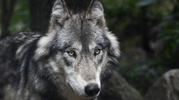 Czytelniczka: wilki były też widziane w Czerwionce (foto, wideo)
