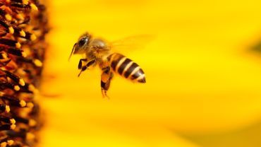 Dzisiaj pszczoły mają swoje święto. Jak możemy im (i innym owadom) pomóc?