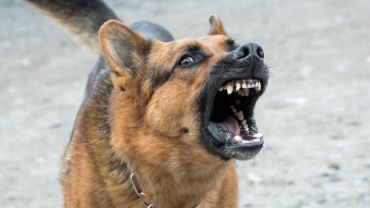 Boguszowice: nieszczepiony pies ugryzł kobietę