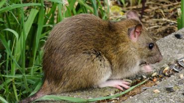 Plaga szczurów na osiedlu w Rybniku? Mieszkańcy sami próbują je truć