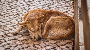 Jak możemy pomóc bezdomnym zwierzętom?
