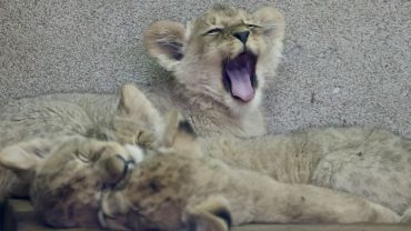 Niecodzienne narodziny w chorzowskim ZOO. Na świat przyszły cztery lwiątka