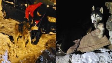 Czerwionka-Leszczyny: Barni odebrany w asyście policji. Żył w śniegu i na łańcuchu