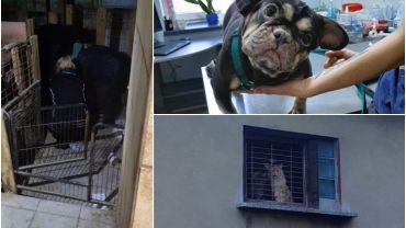 Prokuratura oskarżyła ją o znęcanie się nad 42 psami i 8 kotami. Rozpoczął się proces ws. pseudohodowli na Rejewskiego